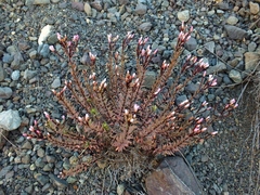 Epilobium melanocaulon