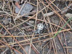 Araneus roseomaculatus