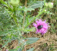 Cirsium arvense arvense