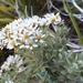 Olearia moschata - Photo 由 Rowan Hindmarsh-Walls 所上傳的 (c) Rowan Hindmarsh-Walls，保留部份權利CC BY-NC
