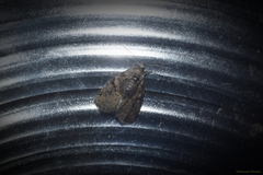 Pseudeustrotia indeterminata