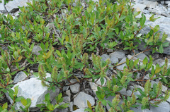 Salix laggeri