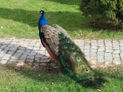 Pavo cristatus