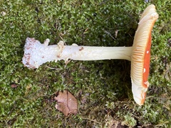Amanita parcivolvata