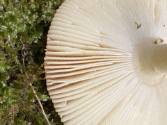 Amanita parcivolvata