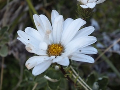 Celmisia brevifolia