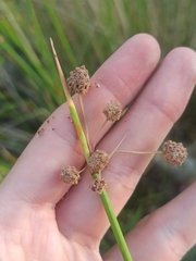 Scirpoides holoschoenus