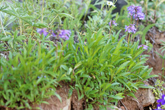 Penstemon procerus brachyanthus