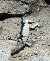 Liolaemus villaricensis