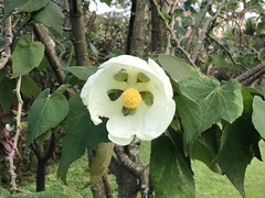 Callianthe costicalyx