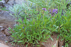 Penstemon procerus brachyanthus