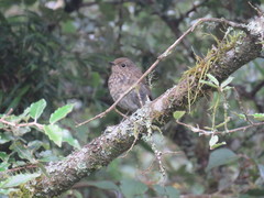 Tarsiger johnstoniae