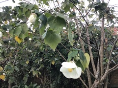 Callianthe costicalyx