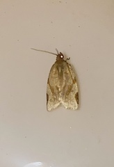 Paramesia gnomana
