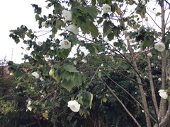 Callianthe costicalyx