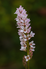 Francoa
