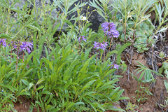 Penstemon procerus brachyanthus