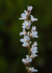 Francoa