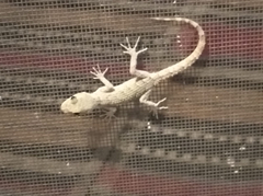 Mediodactylus danilewskii