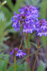 Penstemon procerus brachyanthus