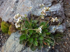 Geum cockaynei