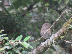 Tarsiger johnstoniae