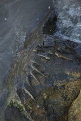 Periophthalmus chrysospilos