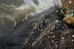 Periophthalmus chrysospilos