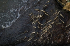 Periophthalmus chrysospilos