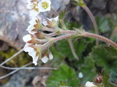 Geum cockaynei