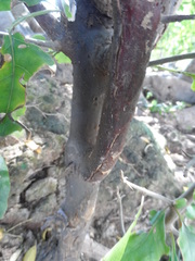Pisonia capitata
