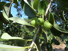 Sideroxylon persimile