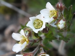 Geum cockaynei