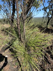 Grevillea parallela