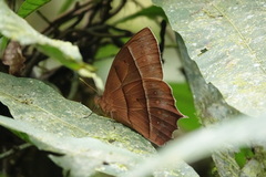 Taygetis rufomarginata