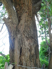 Sideroxylon persimile