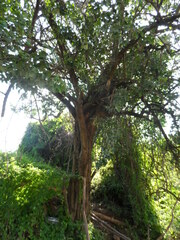 Sideroxylon persimile