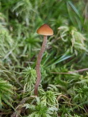 Galerina hybrida