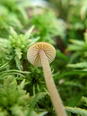 Galerina hybrida