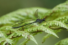 Teinopodagrion