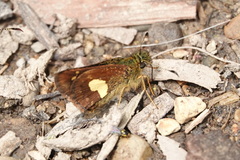 Dalla