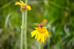 Melitaea varia