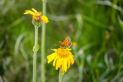 Melitaea varia
