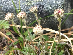 Antennaria monocephala