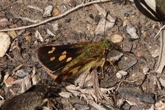 Dalla