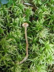Galerina hybrida