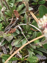 Antennaria monocephala