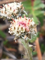 Antennaria monocephala
