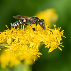 Philanthus solivagus