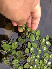 Salvinia auriculata